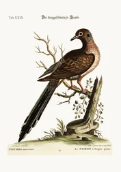 A hosszú farkú galamb, 1749-73